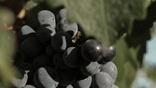 Cultiver le vin, c’est respecter la terre qui le porte. Nos vignes s’épanouissent dans un écosystème préservé, où faune et flore cohabitent en parfaite harmonie.