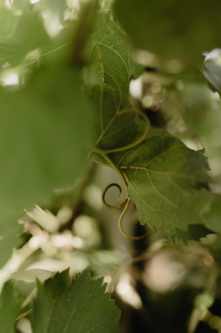 CHÂTEAU de BEAUMEL : des vins bio, AOP Côtes de Provence et IGP Var, depuis 2024.